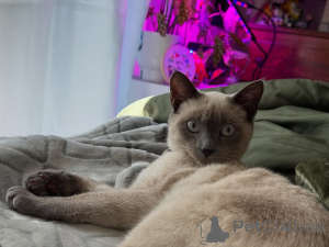 Photo №1. siamese cat - for sale in the city of Dinan | negotiated | Announcement № 158836
