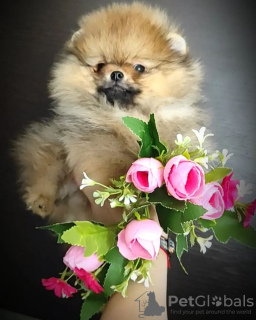 Photo №1. pomeranian - for sale in the city of Minsk | 300$ | Announcement № 94783