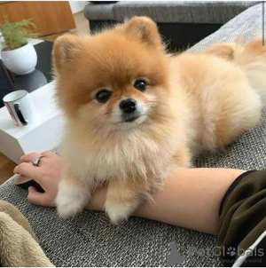 Photo №1. pomeranian - for sale in the city of Jáchymov | negotiated | Announcement № 85777