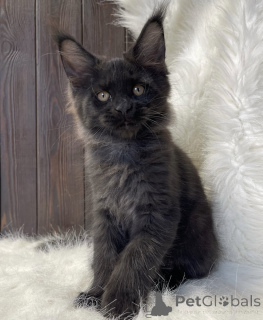 Photo №1. maine coon - for sale in the city of Bellaire | 450$ | Announcement № 161772
