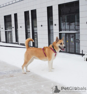 Photo №3. Faithful friend large puppy Misha in good hands. Russian Federation