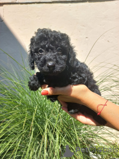 Photo №2 to announcement № 59865 for the sale of poodle (toy) - buy in Serbia private announcement