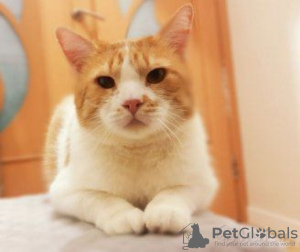 Photo №2 to announcement № 92484 for the sale of domestic cat - buy in Belarus private announcement