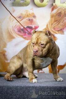 Photo №1. Mating service - breed: american bully. Price - negotiated