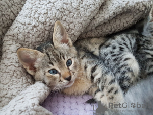 Photo №3. Lovely Savannah Kittens with Pedigree for sale to new homes. United States