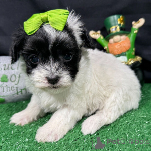 Photo №2 to announcement № 165218 for the sale of maltipu - buy in Romania breeder