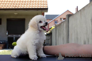 Photo №3. Toy Poodle puppies. Serbia