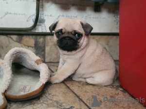 Photo №4. I will sell pug in the city of St. Petersburg. private announcement - price - 317$