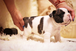 Photo №2 to announcement № 1531 for the sale of french bulldog - buy in Russian Federation from nursery