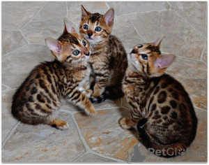 Photo №1.  - for sale in the city of Berlin | Is free | Announcement № 133425