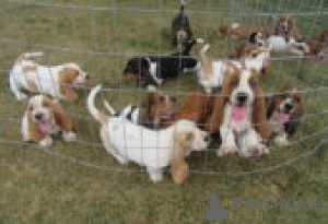 Photo №1. basset hound - for sale in the city of Berlin | Is free | Announcement № 126898