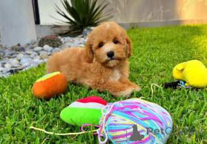 Photo №3. Sweet Maltipoos available for new homes. Germany