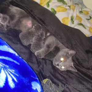 Photo №1. british shorthair - for sale in the city of Halle (Saale) | 392$ | Announcement № 167270