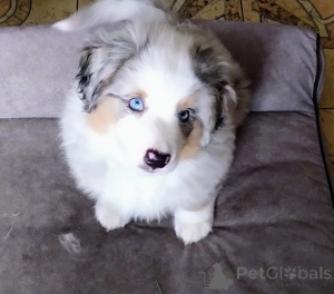 Photo №1. miniature american shepherd (aussie) - for sale in the city of Sosnowiec | 2581$ | Announcement № 156507