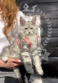 Photo №4. I will sell maine coon in the city of Москва. from nursery - price - 1500$