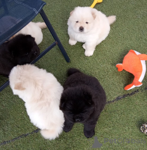 Photo №1. chow chow - for sale in the city of Gaver | 516$ | Announcement № 159424