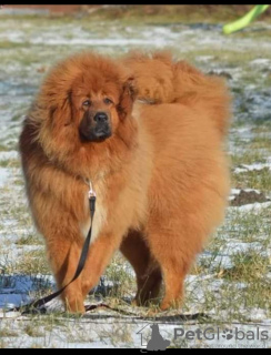 Additional photos: Tibetan mastiff