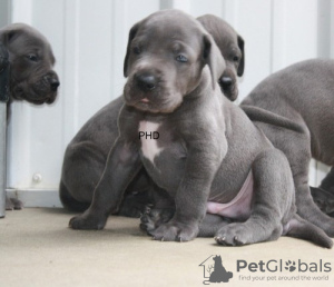 Photo №1. great dane - for sale in the city of Pilsen | negotiated | Announcement № 97848
