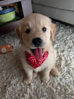 Photo №2 to announcement № 158757 for the sale of golden retriever - buy in Germany breeder