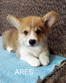 Photo №1. welsh corgi - for sale in the city of Валево | 581$ | Announcement № 118320