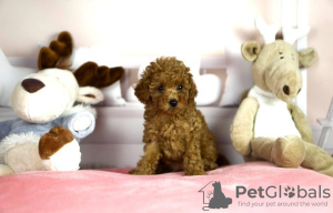 Photo №1. maltese dog, maltipu - for sale in the city of Франкфурт-на-Майне | negotiated | Announcement № 97133