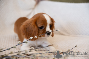 Additional photos: Puppies Cavalier King Charles Spaniel