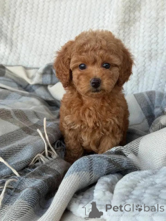 Photo №2 to announcement № 165677 for the sale of poodle (toy) - buy in Finland private announcement, breeder