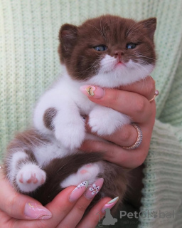 Photo №1. british shorthair - for sale in the city of Best | negotiated | Announcement № 156781