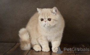 Photo №1. exotic shorthair - for sale in the city of Helsinki | 700$ | Announcement № 53660