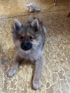 Photo №1. german spitz - for sale in the city of Pilsen | negotiated | Announcement № 34538