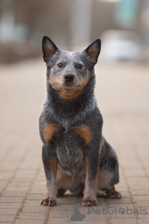 Photo №2 to announcement № 110246 for the sale of australian cattle dog - buy in Belarus from nursery, breeder