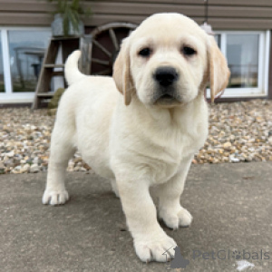 Photo №3. Labrador Retriever Female 7 weeks old Ready by Mar. 28. Germany