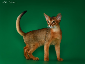 Photo №1. abyssinian cat - for sale in the city of Nikolaev | 800$ | Announcement № 4057
