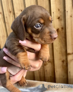 Photo №4. I will sell dachshund in the city of Calabasas.  - price - 500$