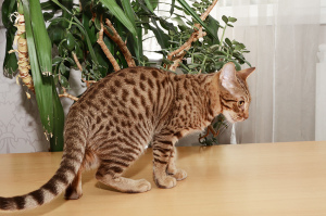Photo №2 to announcement № 601 for the sale of ocicat - buy in Belarus private announcement