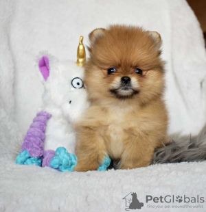 Photo №1. pomeranian - for sale in the city of Pleven | Is free | Announcement № 83761