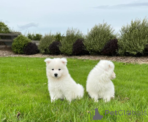 Photo №2 to announcement № 156405 for the sale of samoyed dog - buy in Germany 