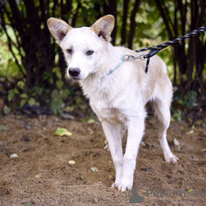 Additional photos: Wonderful polar bear cub Kai is looking for a home!