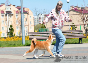 Additional photos: Akita Inu Boy (Hachiko)