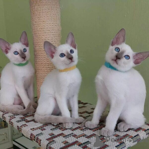Photo №1. siamese cat - for sale in the city of Bleialf | 361$ | Announcement № 170877