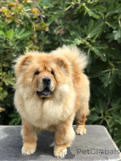 Photo №1. chow chow - for sale in the city of Belgrade | negotiated | Announcement № 150436
