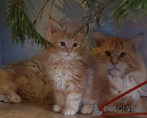 Photo №2 to announcement № 97916 for the sale of maine coon - buy in Germany private announcement