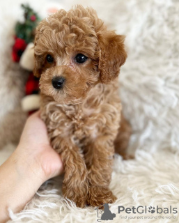 Photo №1. poodle (toy) - for sale in the city of Hamm | negotiated | Announcement № 86361