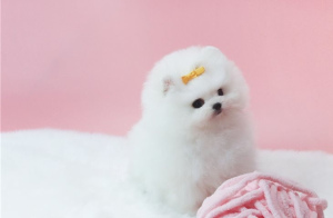 Photo №2 to announcement № 6400 for the sale of pomeranian - buy in Switzerland private announcement, from nursery, from the shelter, breeder