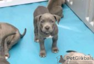 Photo №3. Adorable Pitbull Puppies Near Me for sale. Finland