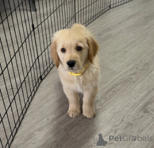 Photo №1. golden retriever - for sale in the city of Antwerp | Is free | Announcement № 160251