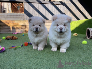 Photo №1. chow chow - for sale in the city of Pforzheim | Is free | Announcement № 95930