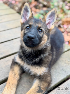 Photo №4. I will sell german shepherd in the city of Bremen. breeder - price - negotiated