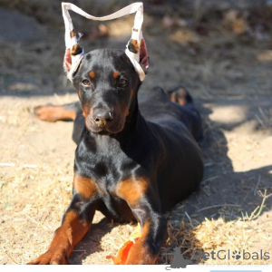 Photo №1. dobermann - for sale in the city of Linköping | 847$ | Announcement № 147982