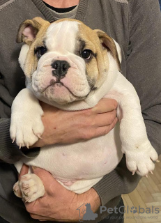 Additional photos: English bulldog